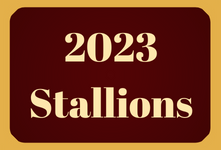 2023 Stallions