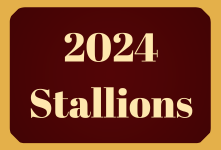 Link to 2024 Stallions