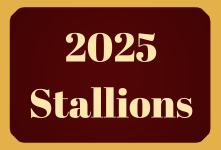 Link to 2025 Stallions